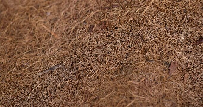 coconut fiber used in the mattress to provide rigidity, coconut shavings glued together part of an old used mattress