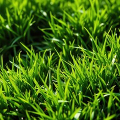 Fototapeta premium Lush vibrant green grass texture, perfect for spring backgrounds, botany, tranquil
