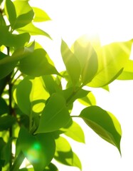 Sunlit green leaves powered by sunlight against a white background, foliage, landscape, plant