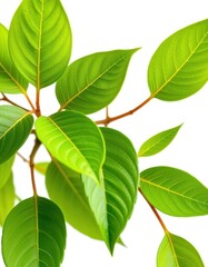 Fototapeta premium Vibrant green leaves, crisp detail, clean white background, plant, wallpaper, leaf