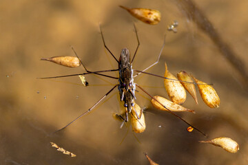 Ein Gemeiner Wasserläufer in der Draufsicht auf einem Teich