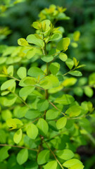 Young green leaves on a Moringa branch, fresh and vibrant