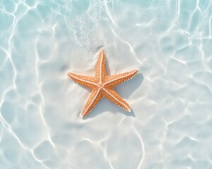 Starfish in Shallow Ocean Water.