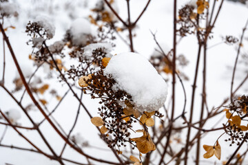 A branch covered in snow and leaves