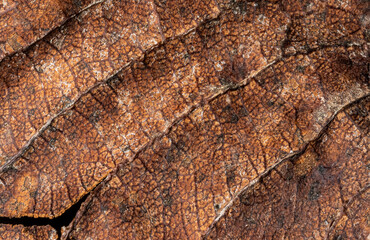 The leaf is brown and has a lot of spots