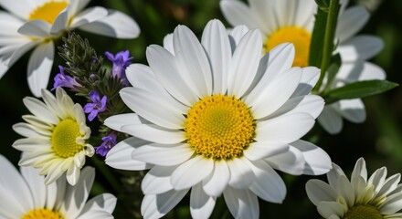 Fototapeta premium Closeup vibrant daisies bask in sunlight showcasing delicate petals and bright yellow centers.. AI Generated
