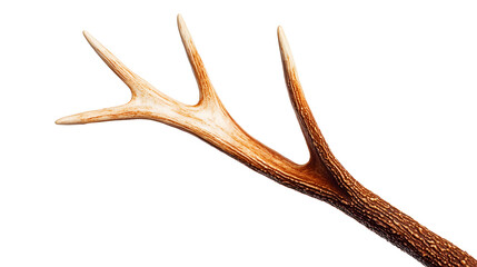 Obraz premium A long, thin, brown antler with a white tip