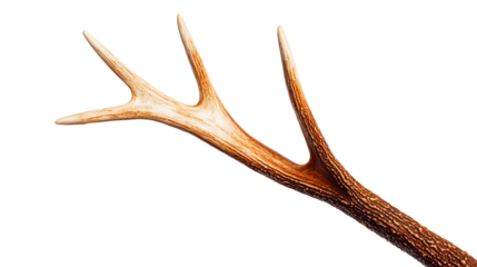 A long, thin, brown antler with a white tip
