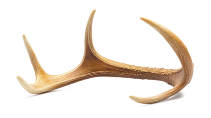 A deer antler is shown in a close up