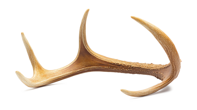 A deer antler is shown in a close up