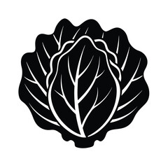 cabbage  vector illustration
