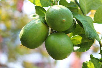 Green Lemon on tree in field, Lemons growing in field, Lime on tree in field ready to harvesting