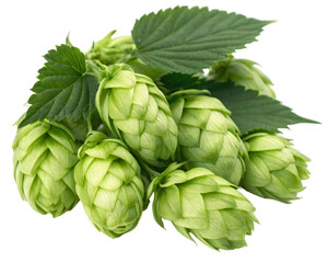 Close-up of a fresh green hops cluster, detailed texture, isolated on transparent background