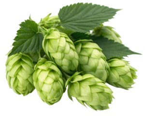 Close-up of a fresh green hops cluster, detailed texture, isolated on transparent background