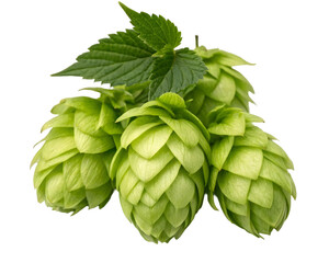 Close-up of a fresh green hops cluster, detailed texture, isolated on transparent background