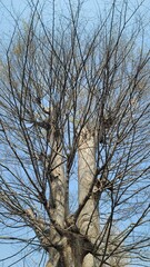 枝の多い木・樹木／Trees with many branches／가지가 많은 나무 · 나무
