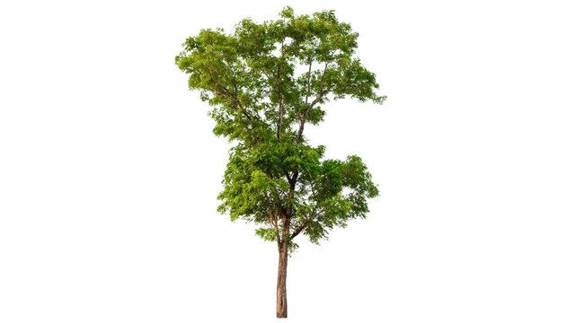 4K tree footage isolated on white background 