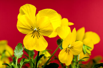 Fototapeta premium Yellow Pansy Flowers in Bloom on red background