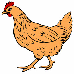 brown body of chicken hen standing isolated transparent background