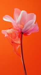 Obraz premium A futuristic 3D glass tulip with translucent crystalline petals reflecting pink, purple, and gold tones, delicate water droplets, and a sleek metallic stem, floating in a warm