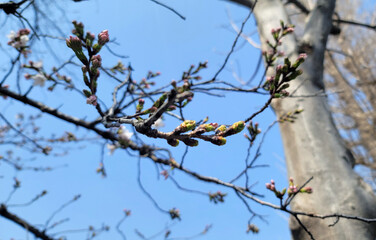 桜のつぼみ・桜が咲く前／벚꽃의 봉오리 · 벚꽃이 피기 전에／Cherry blossom buds and before the cherry blossoms bloom