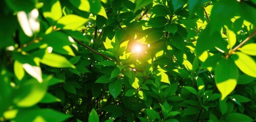 Vibrant green foliage interacting with sunlight dappling through leaves, growth, fresh, screen