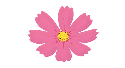 Pink Cosmos Flower Illustration