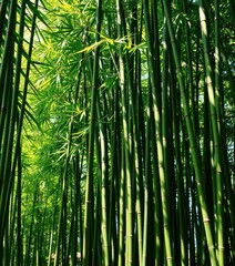 Dense green bamboo stalks, sunlight dappled leaves, growth, cane, background