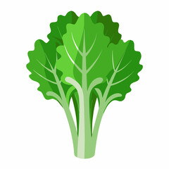 Rapini vegetable isolated vector