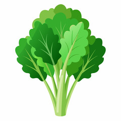 Rapini vegetable isolated vector
