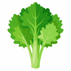 Rapini vegetable isolated vector