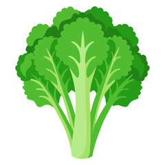 Rapini vegetable isolated vector