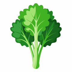 Rapini vegetable isolated vector