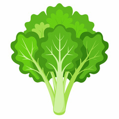 Rapini vegetable isolated vector