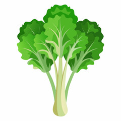 Rapini vegetable isolated vector