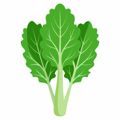 Rapini vegetable isolated vector