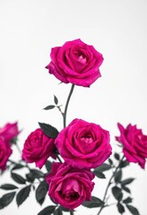 Fototapeta premium Monochromatyczne kwiaty róży na surowym białym tle, botaniczne, naturalne