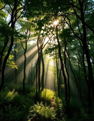 Misty green forest, sunlight filtering through dense canopy, environment, texture
