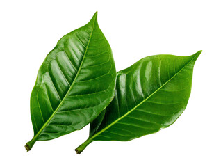 Obraz premium coffee leaves on transparent background ; close up shot