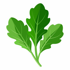 Naklejka premium Arugula vegetable isolated vector