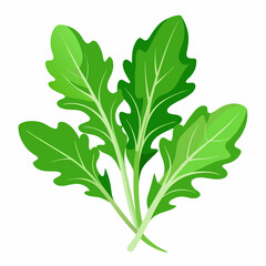 Arugula vegetable isolated vector