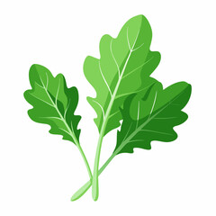 Naklejka premium Arugula vegetable isolated vector