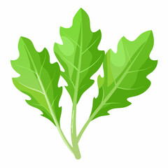 Arugula vegetable isolated vector