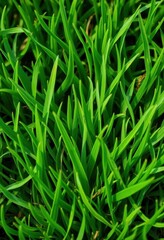 Evenly cut, vibrant green lawn texture Close-up, showing fine blades, horticulture, vibrant