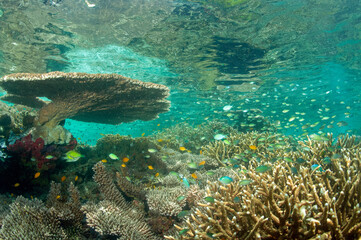 Reef scenic with pristine stony corals, Raja Ampat West Papua Indonesia.