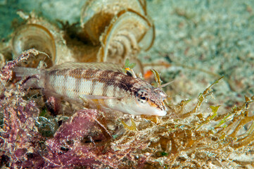 Nosestripe sandperch, Parapercis lineopunctata, Raja Ampat Indonesia.
