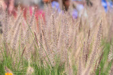 Fototapeta premium Soft purple fountain grass (Pennisetum setaceum) sways gently in the breeze