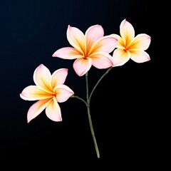 Obraz premium Beautiful Plumeria Flowers with Pink and Yellow Petals