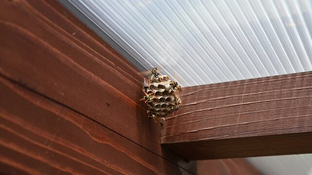 European wasp (Vespula germanica) building a nest to start a new colony