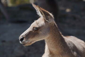 portrait of a young kangaroo